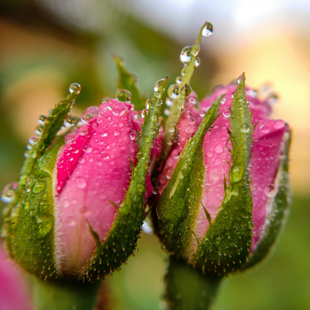 Whip Cream Body Scrub